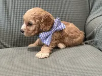 Butch, a male Cockapoo for sale in Mccomb, MS – 4 of 4