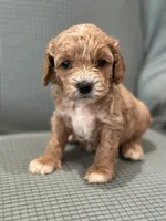 Ace, a male Cockapoo for sale in Mccomb, MS – 2 of 3