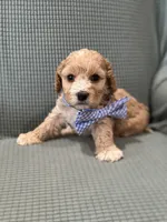 Butch, a male Cockapoo for sale in Mccomb, MS – 2 of 4