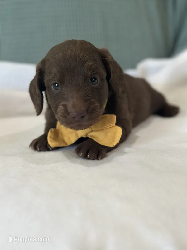 Coco – Miniature Dachshund puppy for sale in Mccomb, MS