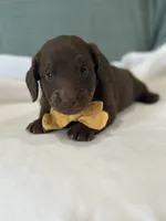 Coco, a male Miniature Dachshund for sale in Mccomb, MS – 1 of 7