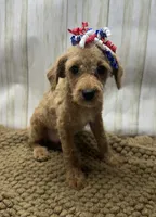 Bella, a female Goldendoodle for sale in Mccomb, MS – 2 of 2