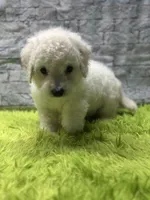 Charlie, a male Poodle - Miniature  for sale in Mccomb, MS – 2 of 3