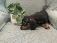 Midnight, a male Miniature Dachshund for sale in Mccomb, MS – 2 of 3