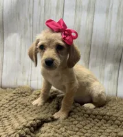 Mandy, a female Goldendoodle for sale in Mccomb, MS – 2 of 3