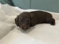 Slinky, a male Miniature Dachshund for sale in Mccomb, MS – 3 of 5