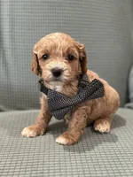 Ace, a male Cockapoo for sale in Mccomb, MS – 3 of 3