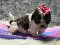 Patches, a female Yorkipoo for sale in Mccomb, MS – Photo 4 of 4