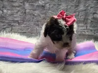 Patches, a female Yorkipoo for sale in Mccomb, MS – Photo 3 of 4