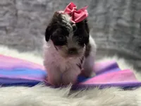 Patches, a female Yorkipoo for sale in Mccomb, MS – Photo 1 of 4