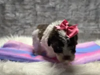 Patches, a female Yorkipoo for sale in Mccomb, MS – Photo 2 of 4