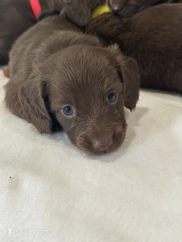 Slinky – Miniature Dachshund puppy for sale in Mccomb, MS