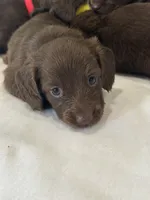 Slinky, a male Miniature Dachshund for sale in Mccomb, MS – 1 of 5