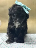 Bitzy, a female Miniature Aussiedoodle for sale in Mccomb, MS – 2 of 2