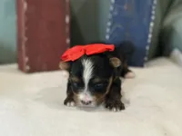 Lil Bit, a female Yorkshire Terrier for sale in Mccomb, MS – 1 of 3
