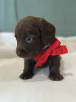 Hershey, a male Miniature Dachshund for sale in Mccomb, MS – 2 of 7