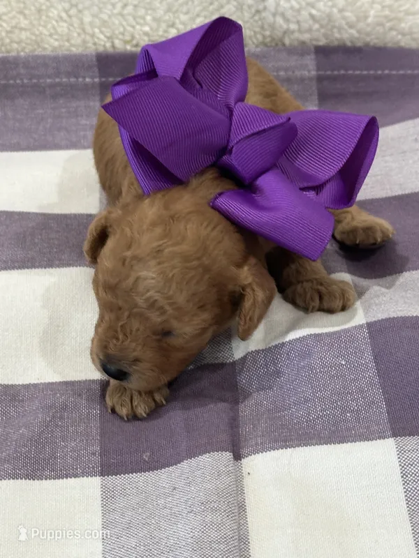 Chil – Cavapoo puppy for sale in Mccomb, MS