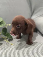 Hershey, a male Miniature Dachshund for sale in Mccomb, MS – 2 of 4