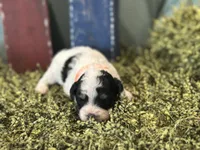 Orange, a male Poodle - Toy  for sale in Mccomb, MS – 3 of 4