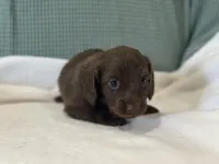 Slinky, a male Miniature Dachshund for sale in Mccomb, MS – 2 of 5