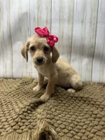 Mandy, a female Goldendoodle for sale in Mccomb, MS – 3 of 3