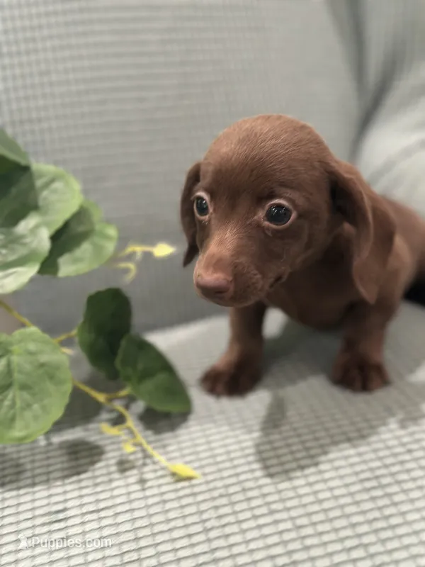 Hershey – Miniature Dachshund puppy for sale in Mccomb, MS