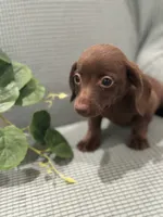 Hershey, a male Miniature Dachshund for sale in Mccomb, MS – 1 of 4
