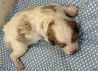 Butch, a male Cavapoo for sale in Mccomb, MS – 3 of 3