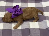 Chil, a female Cavapoo for sale in Mccomb, MS – 2 of 3
