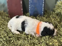 Orange, a male Poodle - Toy  for sale in Mccomb, MS – 2 of 4