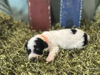Orange, a male Poodle - Toy  for sale in Mccomb, MS – 1 of 4