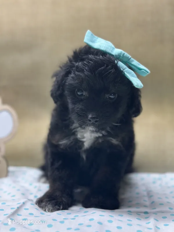 Bitzy – Miniature Aussiedoodle puppy for sale in Mccomb, MS