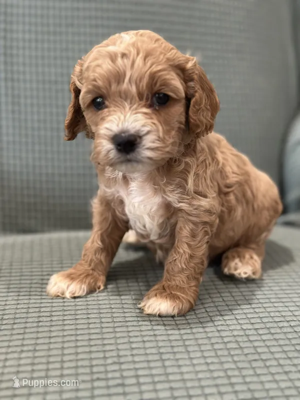 Ace – Cockapoo puppy for sale in Mccomb, MS