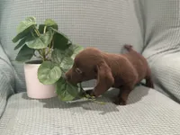 Hershey, a male Miniature Dachshund for sale in Mccomb, MS – 4 of 4