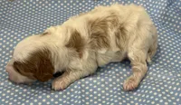 Butch, a male Cavapoo for sale in Mccomb, MS – 2 of 3