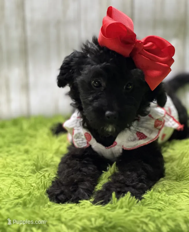Black Beauty – Miniature Aussiedoodle puppy for sale in Mccomb, MS