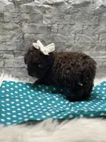 Coco, a female Yorkipoo for sale in Mccomb, MS – Photo 5 of 5