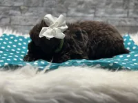 Coco, a female Yorkipoo for sale in Mccomb, MS – Photo 4 of 5