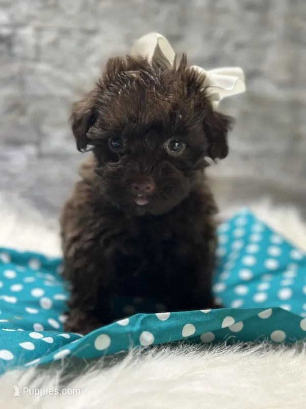 Coco – Yorkipoo puppy for sale in Mccomb, MS