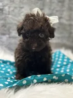 Coco, a female Yorkipoo for sale in Mccomb, MS – Photo 1 of 5