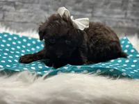 Coco, a female Yorkipoo for sale in Mccomb, MS – Photo 3 of 5