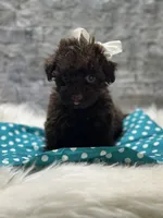 Coco, a female Yorkipoo for sale in Mccomb, MS – Photo 2 of 5