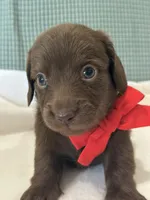 Hershey, a male Miniature Dachshund for sale in Mccomb, MS – 6 of 7