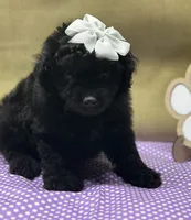 Black Beauty, a female Miniature Aussiedoodle for sale in Mccomb, MS – 2 of 2