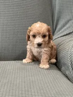 Butch, a male Cockapoo for sale in Mccomb, MS – 3 of 4