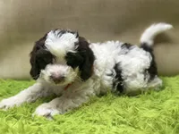 Butch, a male Goldendoodle for sale in Mccomb, MS – 1 of 3
