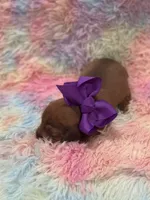 Coco, a female Miniature Dachshund for sale in Mccomb, MS – 3 of 4