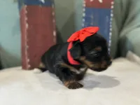 Red, a female Yorkshire Terrier for sale in Mccomb, MS – 2 of 4