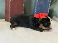 Lil Bit, a female Yorkshire Terrier for sale in Mccomb, MS – 2 of 3