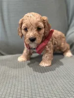 Murphy, a male Cockapoo for sale in Mccomb, MS – 4 of 4
